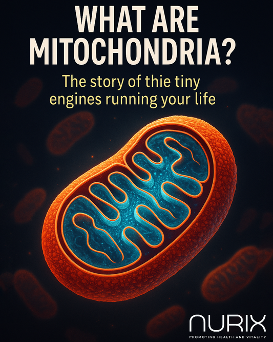 Inside the Cell’s Engine Room: What Mitochondria Actually Do (and How to Supercharge Them)