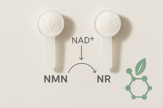 NMN vs NR: Which NAD⁺ Booster Fits You Best?