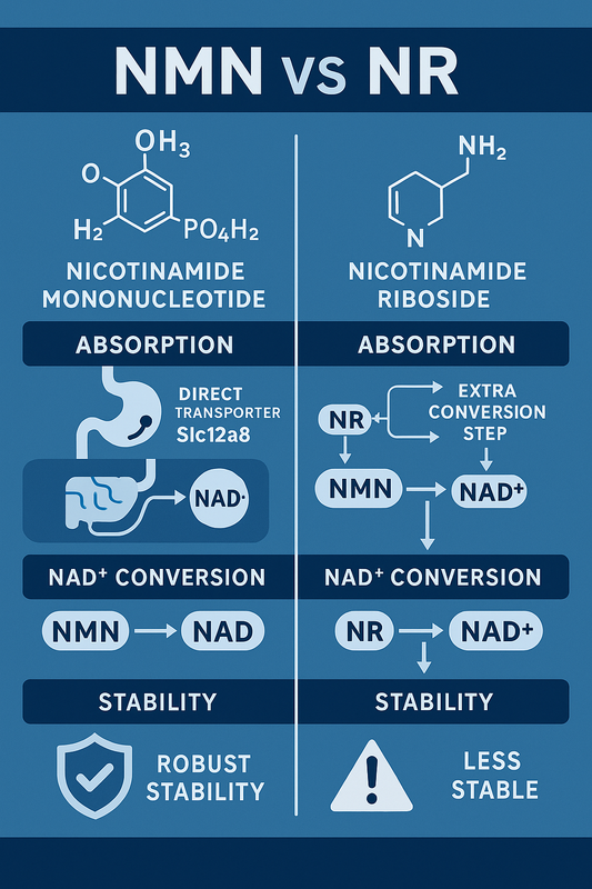 NMN vs. NR: Choosing the Best NAD⁺ Precursor for Your Wellness Goals